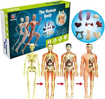 UKR Anatomy DIY Kit Interactive Human Body Parts Toy 29 Pieces Assembly Skeleton Organs Body Parts STEM Toy