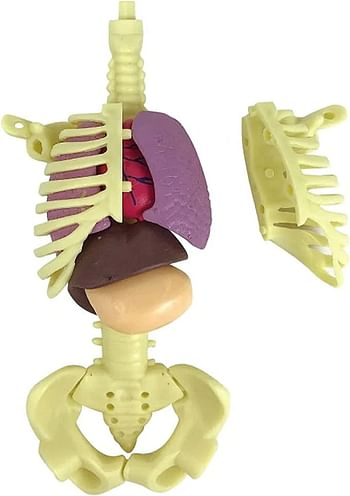 UKR Anatomy DIY Kit Interactive Human Body Parts Toy 29 Pieces Assembly Skeleton Organs Body Parts STEM Toy
