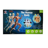 يو كيه ار مجموعة التشريح التي تصنعها بنفسك لعبة اجزاء جسم الإنسان التفاعلية 29 قطعة من الهياكل العظمية اجزاء الجسم لعبة ستيم