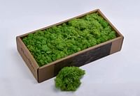 YATAI Natural Preserved Fresh Moss Grass For Plants Flowers Background Wall Decoration Crafts Project And Special Events Use (Green)