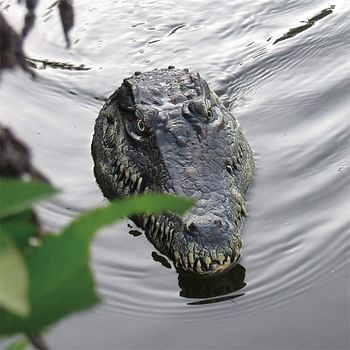 RC Electric Crocodile Simulation Crocodile Head Spoof Toy 2.4GHz RC Crocodile Boat with Remote Control Toy Party Gift Decoration for Swimming Pools