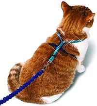 PetSafe Come With Me Kitty Glitter Harness and Bungee Cat Leash, Medium
