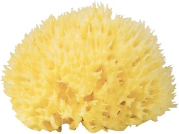 Bellini Babù Honeycomb Sea Sponge Yellow Size-(18) Piece Of One