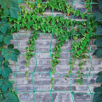 World Net Enterprise Plant Climbing Net & Creeper Net Trellises Netting for Plant Vegetable Climbing Growing, 5 Feet X 15 Feet